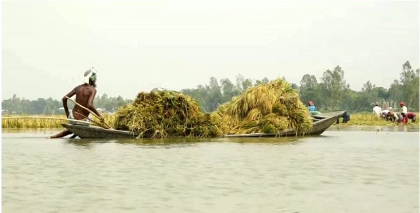জামালপুরে বন্যায় ডুবেছে ১০ গ্রামের বোরো ধান