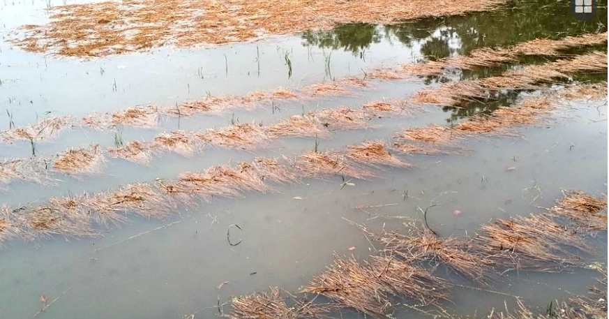 দুই মাসে গো-খাদ্যের দাম দ্বিগুণ বাড়ায় বিপাকে খামারি