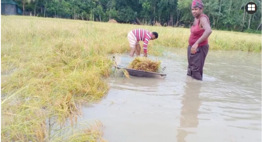 চাটমোহরে পানির নিচে ধান, শ্রমিক সংকটে বিপাকে কৃষক