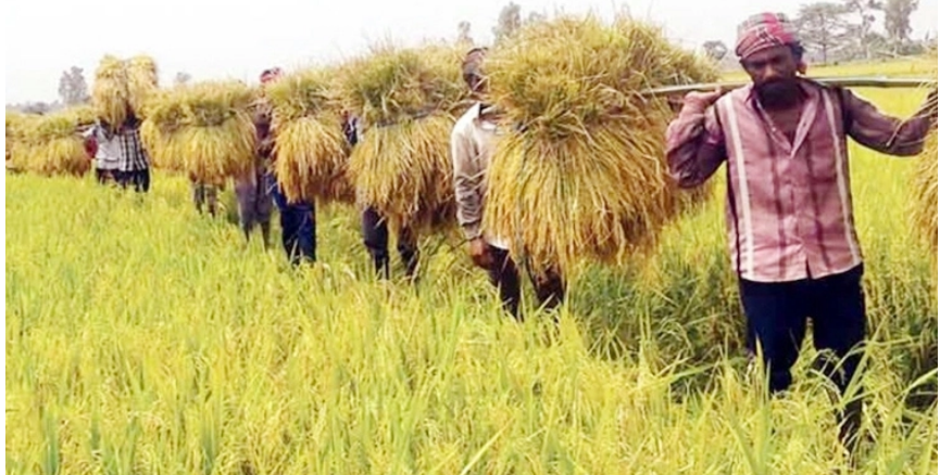 বোরো উৎপাদনে গতবারের রেকর্ড ছাড়াবে