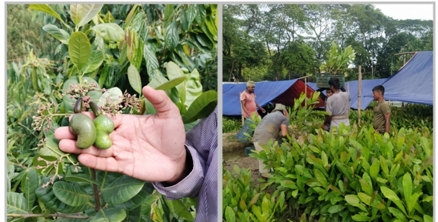 বেশি লাভের আশায় বাড়ছে কাজু বাদামের চাষ