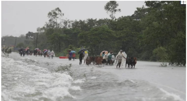 সিলেট বিভাগে বিশুদ্ধ পানি ও গোখাদ্যের তীব্র সংকট