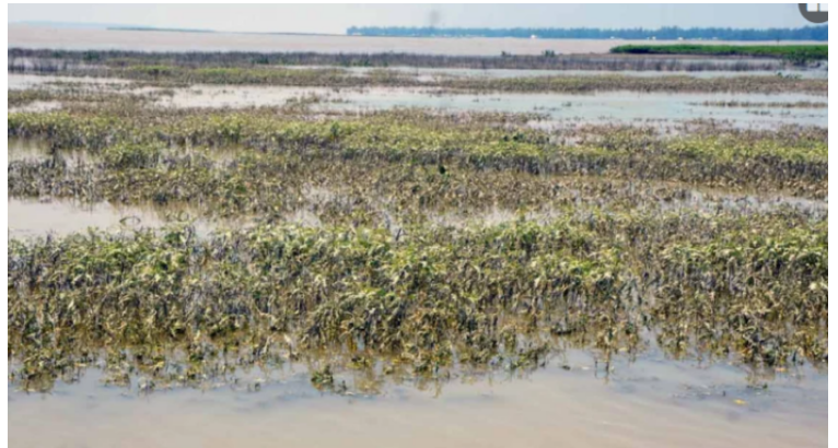 কুড়িগ্রামে ১২৭ কোটি টাকার ফসলের ক্ষতি বন্যায়