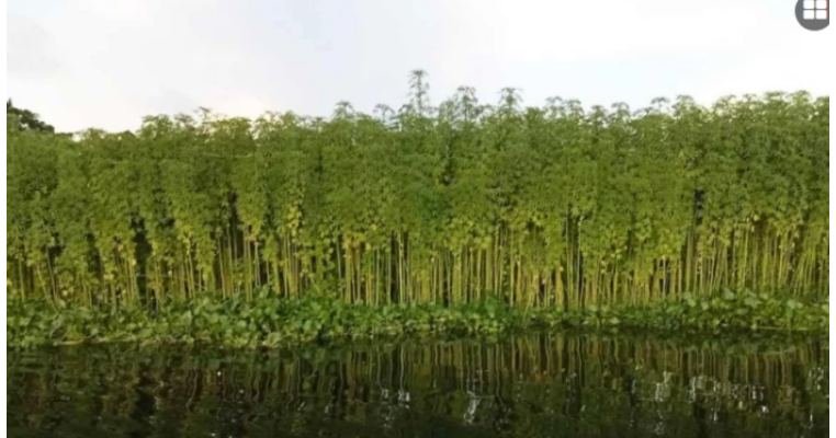 নাজিরপুরে পাটচাষিদের মুখে হাসি