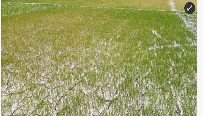 খরায় চৌচির বীজতলা, বিপাকে কৃষকেরা