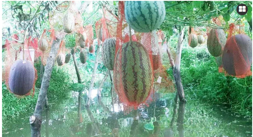 সুবর্ণচরে তরমুজ চাষে লাভবান কৃষক, বাড়ছে আবাদ