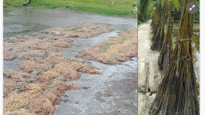 খরায় নষ্ট হচ্ছে পাট, অসহায় কৃষক