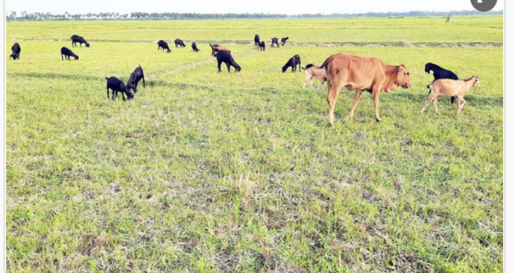 বৃষ্টি নেই, আমনের ক্ষেত এখন গরু-ছাগলের চারণভূমি