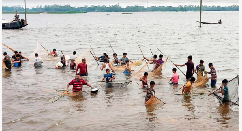 অবাধে নিধন হচ্ছে হাওড়ের পোনা ও ডিমওয়ালা মাছ