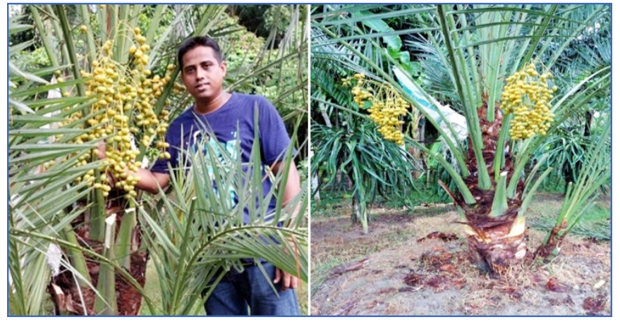 ড্রাগনের পর সৌদি খেজুর চাষেও সফল ফরিদপুরের জামাল