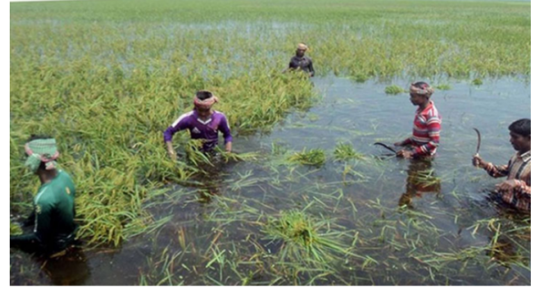 বন্যার ক্ষতি পুষিয়ে নিতে কৃষকদের ১১ কোটি টাকার সহায়তা