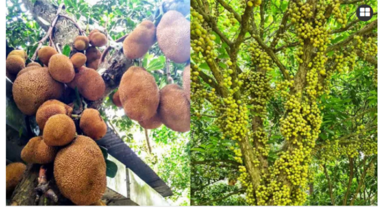 বছরে ৫০ কোটি টাকার ফল উৎপাদন বিজয়নগরে