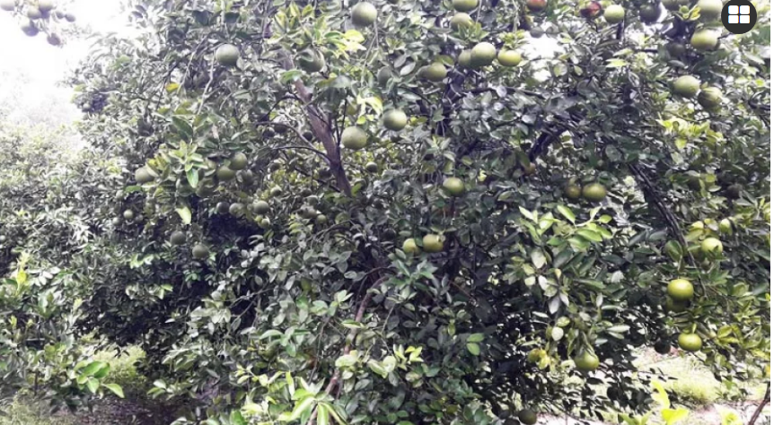 বিরামপুরে মাল্টা চাষে নীরব বিপ্লব