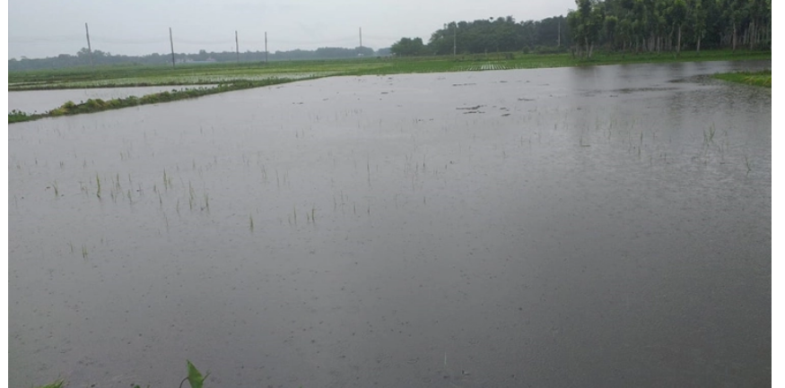 দু’দিনের বৃষ্টিতে তলিয়ে গেছে ২৫০ একর বোনা আমন