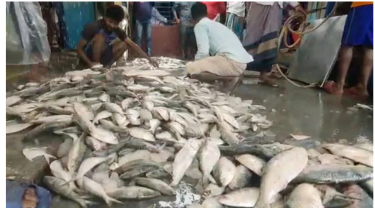 সমুদ্রে ঝাঁকে ঝাঁকে ধরা পড়ছে ইলিশ, আড়তে কমলো দাম