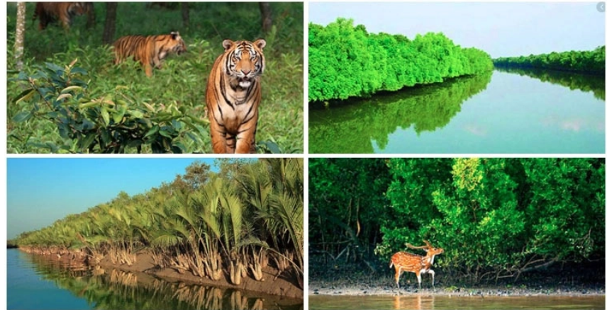 সুন্দরবন সংরক্ষণে যৌথ উদ্যোগ নেবে বাংলাদেশ-ভারত