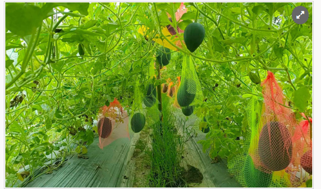 অসময়ে মাচায় ঝুলছে হলুদ-সবুজ-ডোরাকাটা তরমুজ