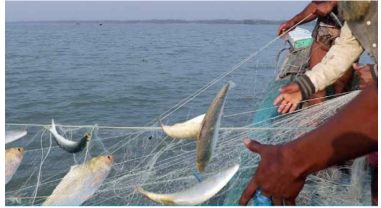 ৭ অক্টোবর থেকে ২২ দিন বন্ধ থাকবে ইলিশ আহরণ