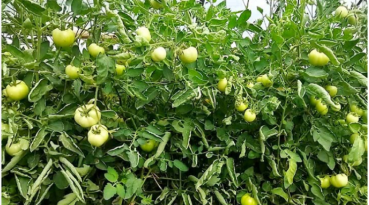 বেগুন গাছে টমেটো চাষ, এসেছে সফলতা