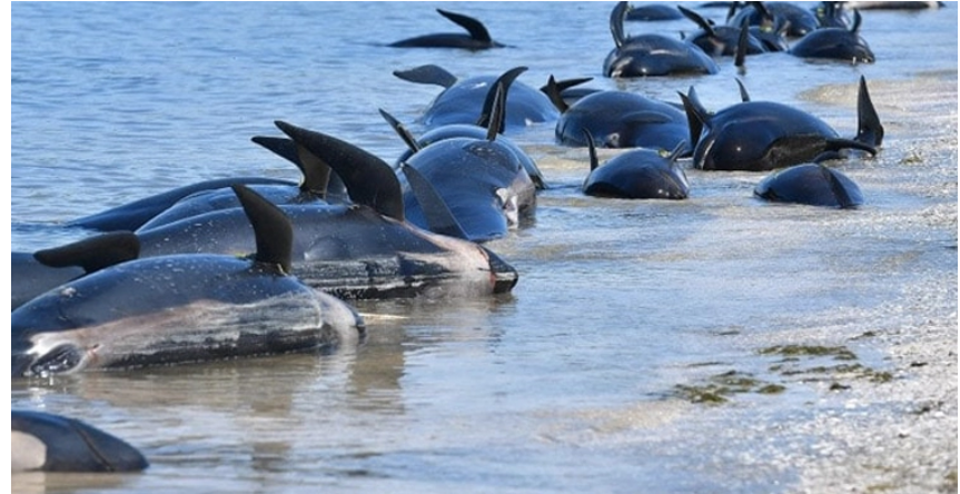 অস্ট্রেলিয়ার সৈকতে ২০০ তিমির মৃত্যু