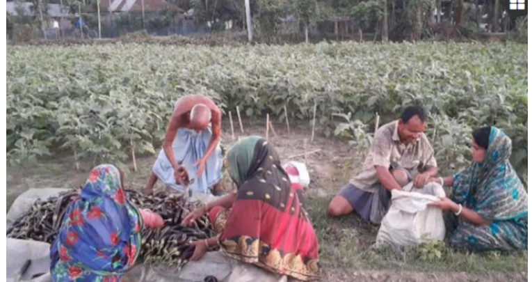 ফুলবাড়ীতে বেগুনের দাম বাড়ায় কৃষকের মুখে হাসি