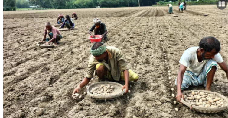 কিশোরগঞ্জে আগাম আলু চাষ শুরু