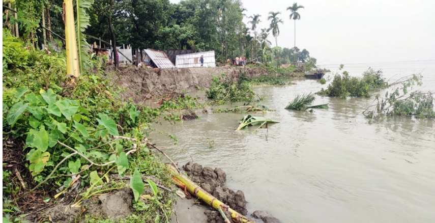 এক সপ্তাহে ১৫ পরিবারের ভিটেমাটি গেলো ব্রহ্মপুত্রের পেটে