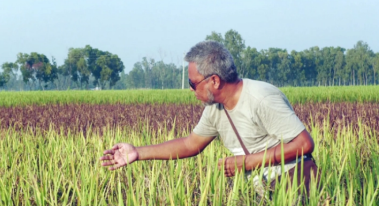 হিলিতে ক্যানসার প্রতিরোধী ব্ল্যাক-বেগুনি ধানের চাষ