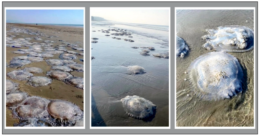 কক্সবাজার সৈকতে আবারও ভেসে এলো অসংখ্য মৃত জেলিফিশ