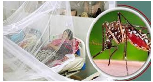 ডেঙ্গুতে আরও ৩ জনের মৃত্যু, আক্রান্ত ছাড়ালো ৫০ হাজার