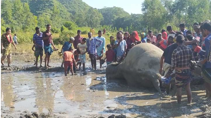 সীমান্ত থেকে বন্যহাতির মরদেহ উদ্ধার
