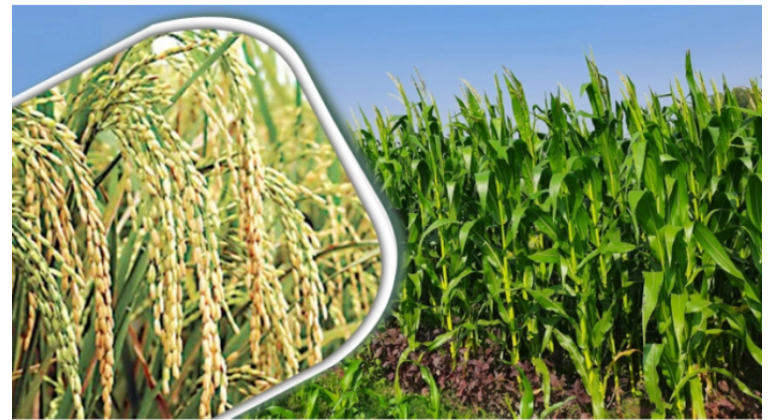 সবজির চেয়ে ধান-ভুট্টা চাষে আগ্রহ বেশি