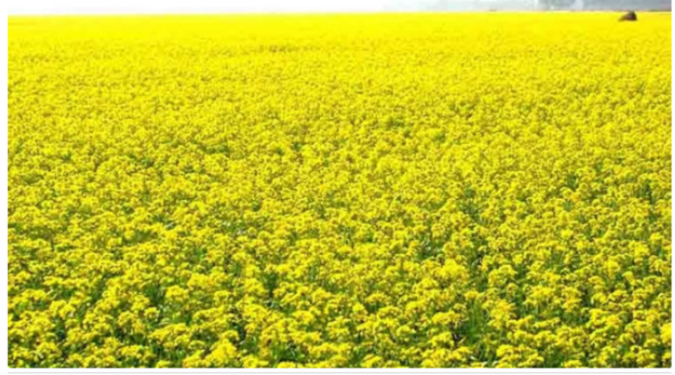 হলুদ ফুলে ছেয়ে গেছে শার্শার ফসলের মাঠ