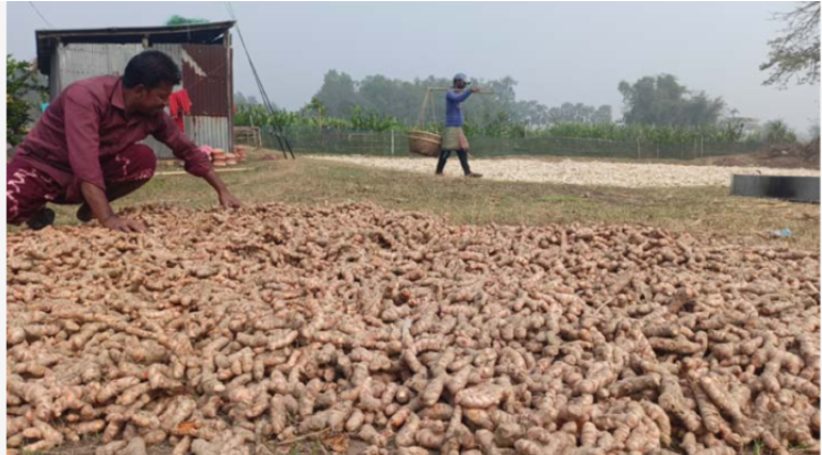 হলুদ চাষে হাসি ফুটেছে কৃষকের মুখে