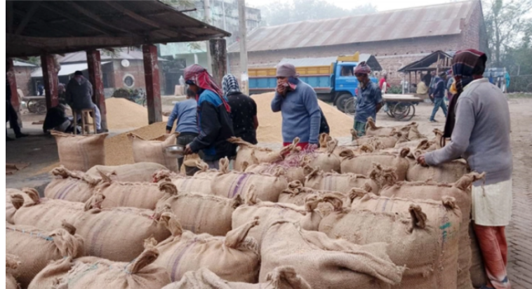 নওগাঁয় ধানের দাম বেড়েছে মণে ৮০ টাকা
