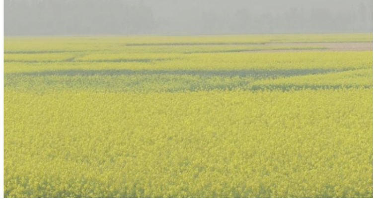 হিলিতে সরিষার বাম্পার ফলনে কৃষকের মুখে হাসি