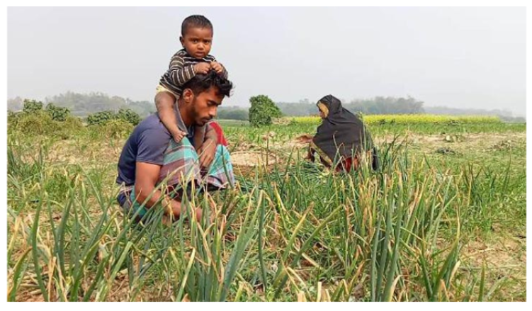 পেঁয়াজের বাম্পার ফলন, হাসি ফুটেছে চাষিদের মুখে