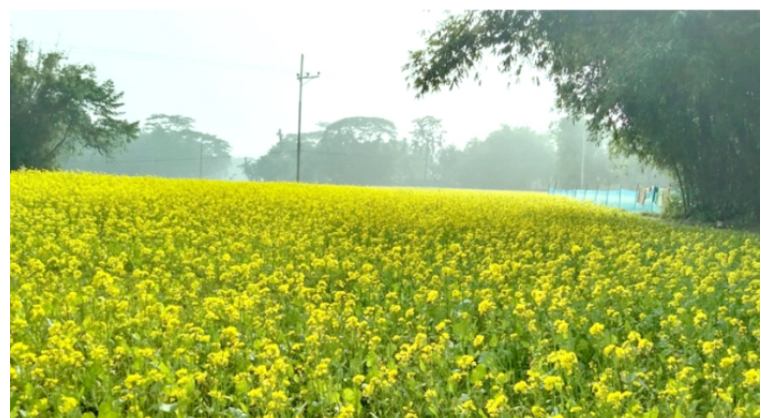 ময়মনসিংহে দ্বিগুণ বেড়েছে সরিষা চাষ