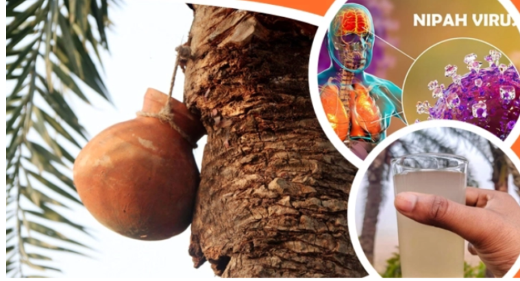 নিপাহ ভাইরাসে এক মৃত্যু, খেজুরের রস পানে সতর্ক থাকার আহ্বান