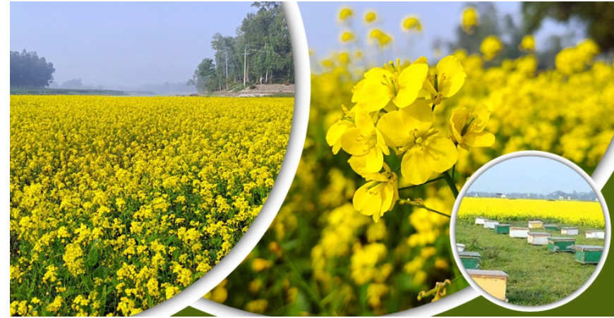 জামালপুরে বেড়েছে সরিষা চাষ, আহরণ হচ্ছে মধুও