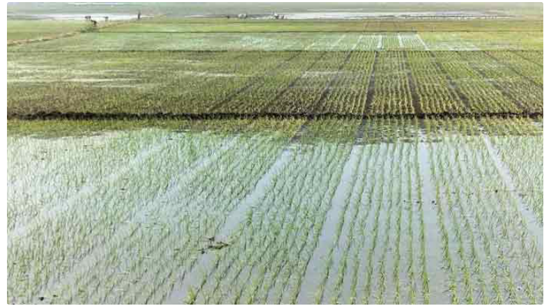 টুঙ্গিপাড়ায় ৫০০ হেক্টর জমি চাষাবাদের আওতায় আসছে