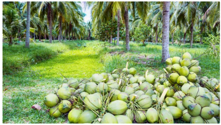 কমছে ফলন মরছে গাছ, নারিকেলে সবাই হতাশ