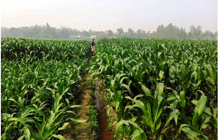 লাভজনক হওয়ায় খানসামায় ভুট্টা চাষ বেড়েছে