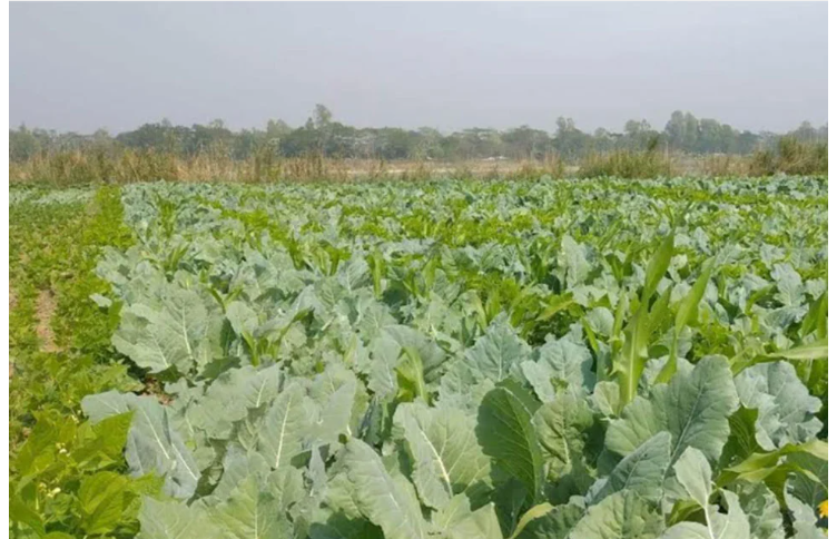 চট্টগ্রামে শাক সবজি উৎপাদনে আগ্রহ বাড়ছে কৃষকদের
