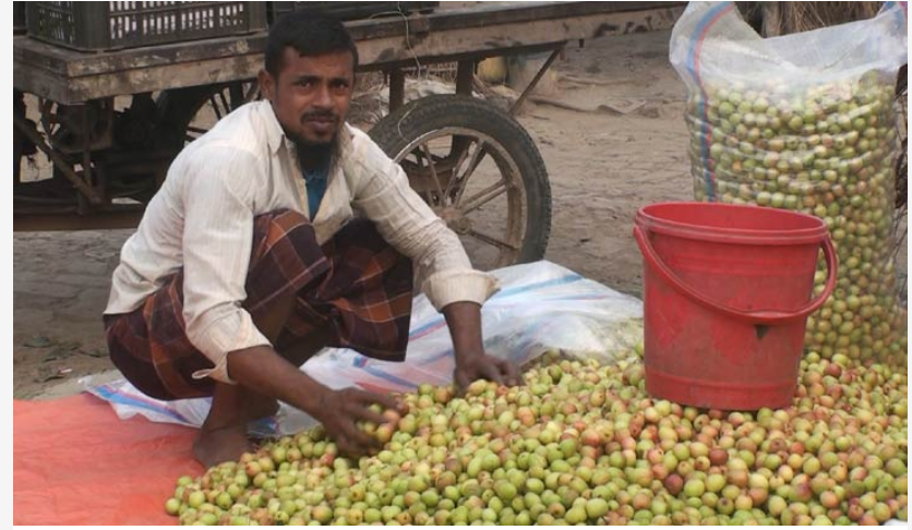 কুল বাগানে চলে ১৫ হাজার নারী-পুরুষের জীবিকা