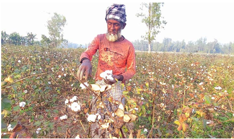 কার্পাস তুলার কেজি ৯০ টাকা, ভাগ্য ফিরছে চাষিদের