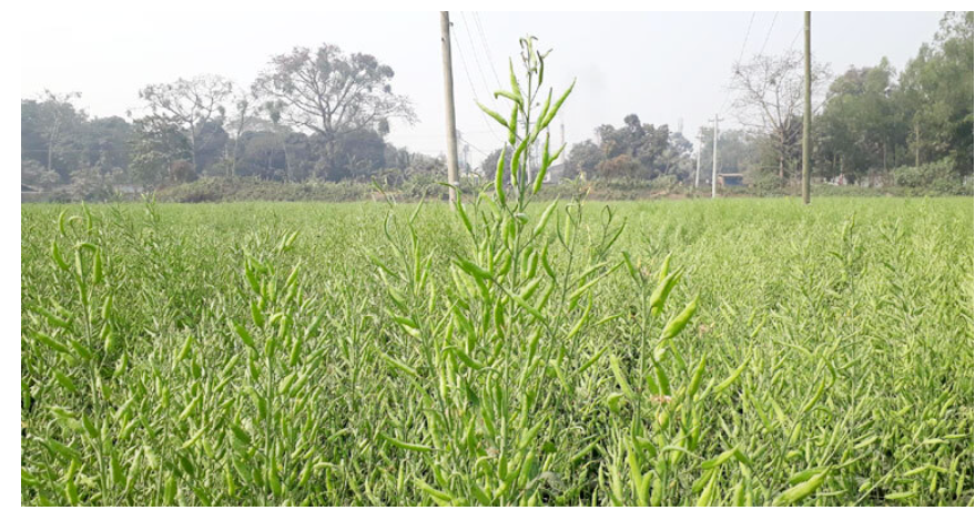 সরিষা চাষ দিনাজপুরে সোয়া কোটি লিটার ভোজ্যতেল উৎপাদনের আশা