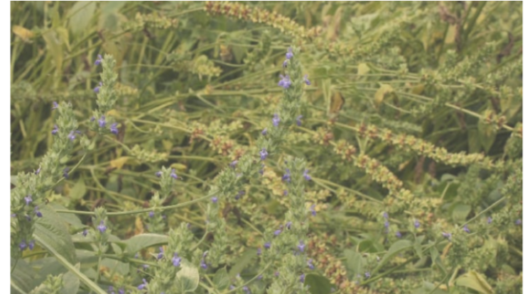 লাতিন আমেরিকার ফসল চিয়া সিড এখন নওগাঁয়