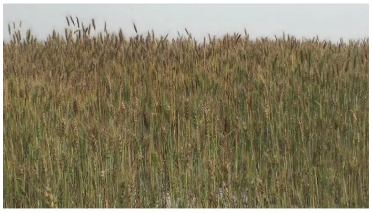 তিস্তার চরের আবাদ হচ্ছে ১০ রকমের ফসল