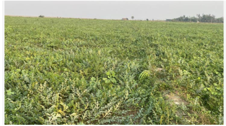 কোম্পানীগঞ্জে আগাম তরমুজে হতাশ কৃষক